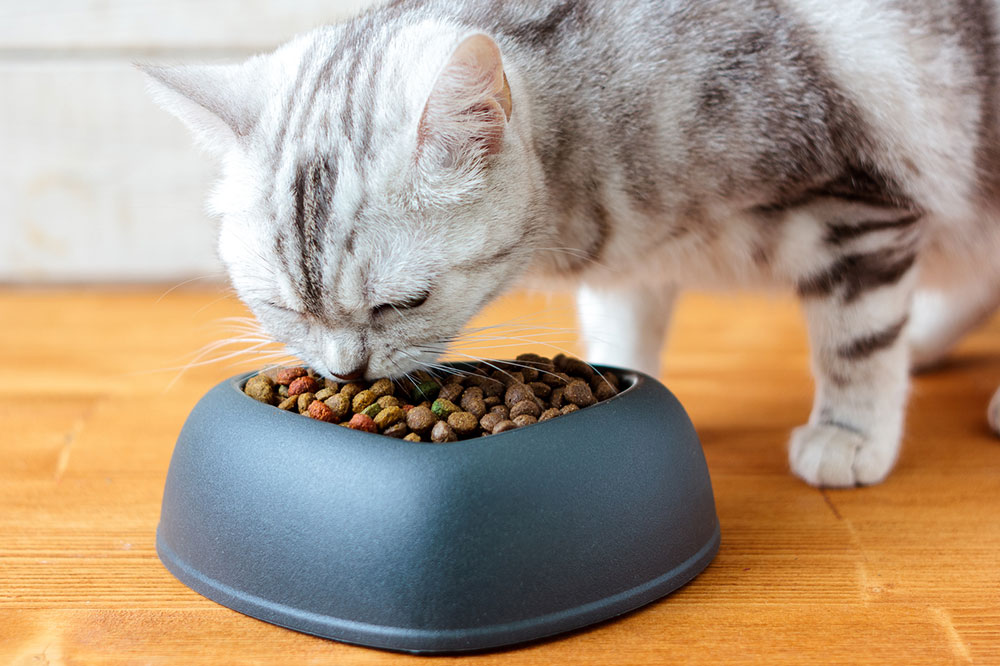 5 Top Name-Brand Healthy Cat Treats